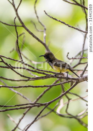 Bird (Olive-backed sunbird) on a tree Bird (Olive-backed sunbird) on a tree 31441989