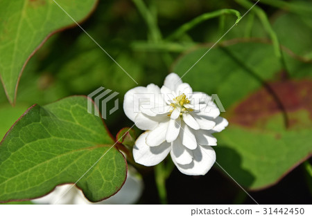 Eight dokudami 31442450