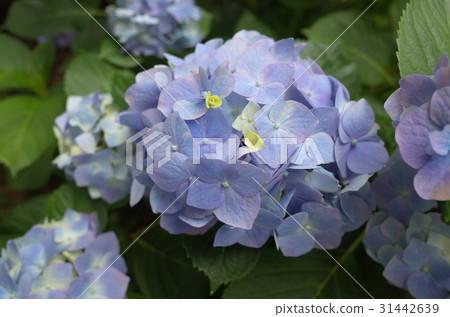 繡球 繡球 31442639