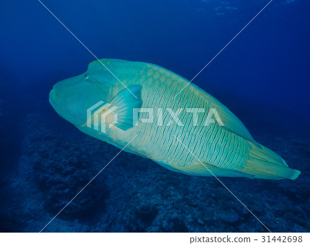 Napoleonic fish 31442698