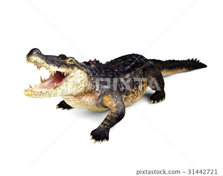 Crocodile isolated on white background Crocodile isolated on white background 31442721