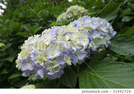 hydrangea hydrangea 31442728