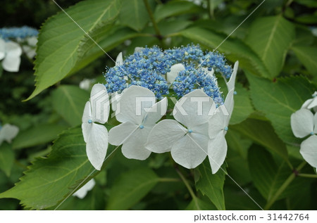 繡球 繡球 31442764