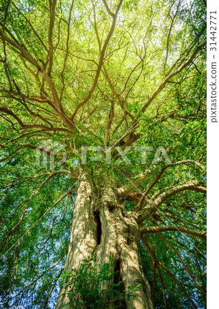 Kaya樹，生態學 31442771