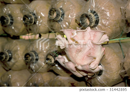 Closeup mushrooms growing in farm 31442895