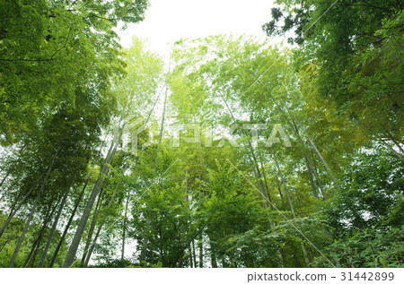 古廟竹樹叢 古廟竹樹叢 31442899