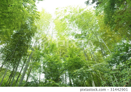 古廟竹樹叢 古廟竹樹叢 31442901