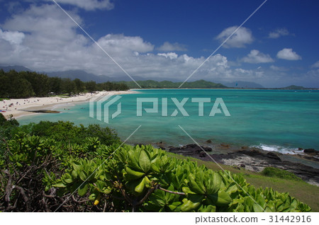 Hawaiian scenery Kailua Beach 31442916