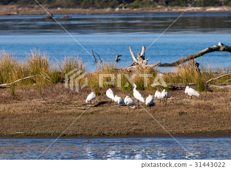 Royal spoonbills 31443022