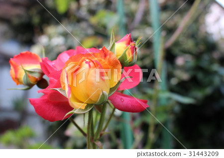 Multicolor rounded roses 31443209