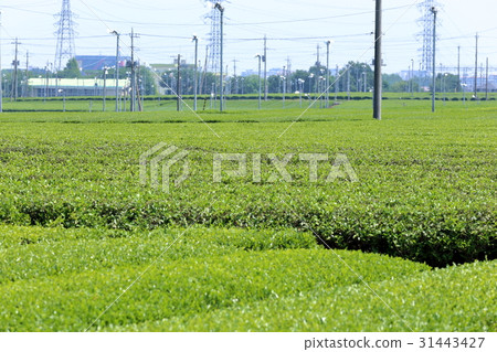 Producing area of Sayama tea Producing area of Sayama tea 31443427