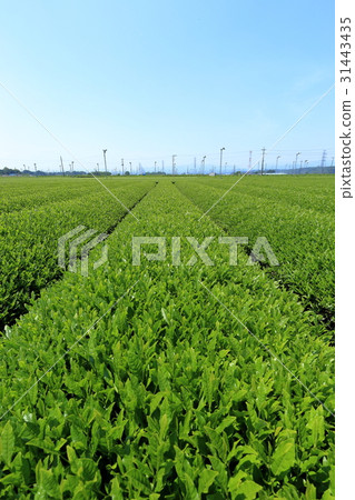 生產Sayama茶的區域 31443435
