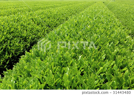 生產Sayama茶的區域 31443480