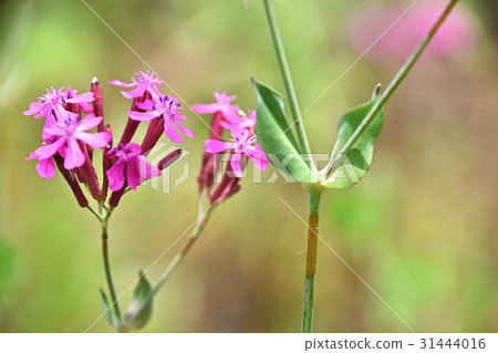 Sticky part of insect stick pedicle stalk 31444016
