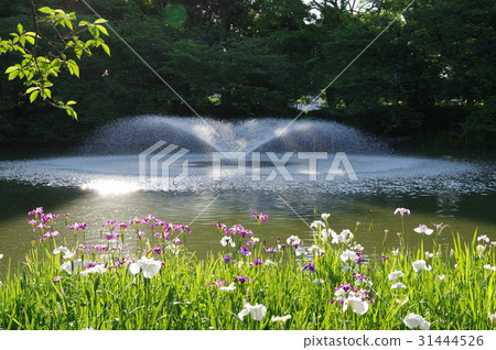 Irises, fountains and sunshine Irises, fountains and sunshine 31444526