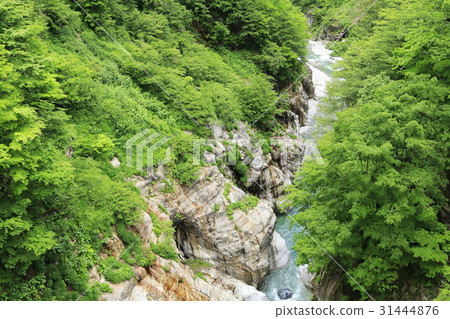 黑部峽谷的新鮮綠色 黑部峽谷的新鮮綠色 31444876