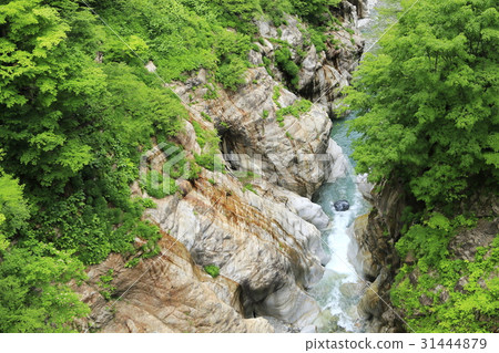 黑部峽谷的新鮮綠色 黑部峽谷的新鮮綠色 31444879