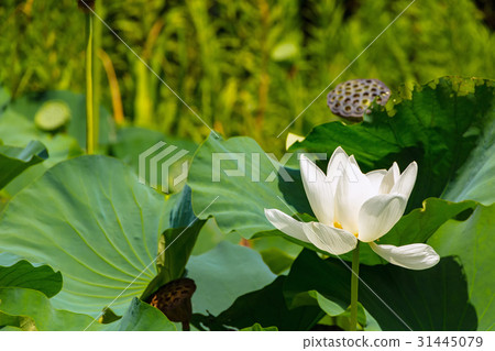 蓮花 蓮花 31445079