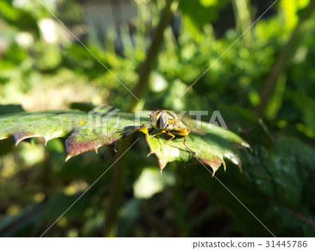 平田禁忌 31445786