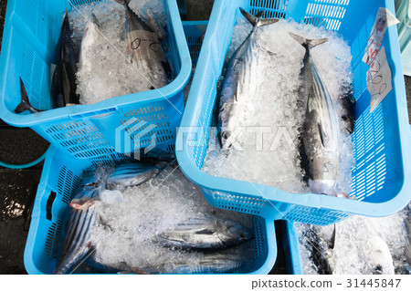 Fish fishing fish 31445847