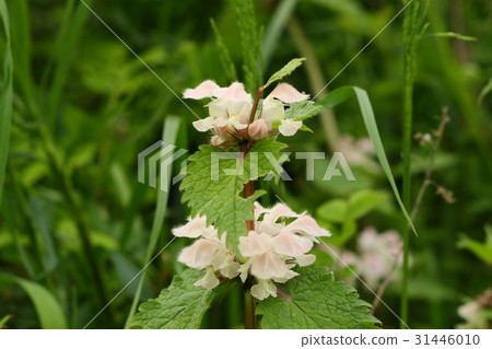 Wildflowers 'Odorikosou' Yodogawa Riverbed: Osaka fu Hirakata Wildflowers 'Odorikosou' Yodogawa Riverbed: Osaka fu Hirakata 31446010