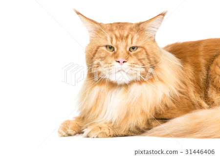 Beautiful maine coon cat 31446406