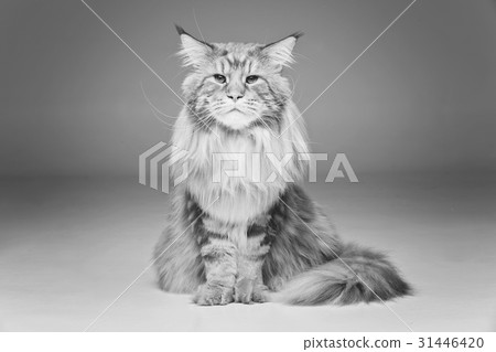 Beautiful maine coon cat 31446420