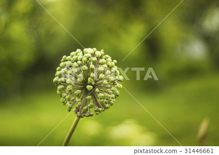 Flower onion giant fades. Giant Onion umbels 31446661