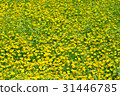 Flower field (Darberg Daisy) 31446785