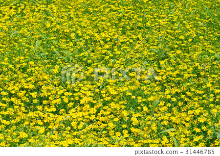 花場（Darberg Daisy） 31446785