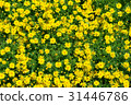 Flower field (Darberg Daisy) 31446786