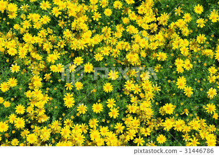 Flower field (Darberg Daisy) Flower field (Darberg Daisy) 31446786