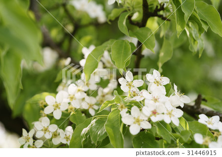 closeup of white apple flowers blossom in late 31446915