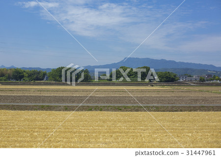 Usa plain和Hachi-shama 31447961