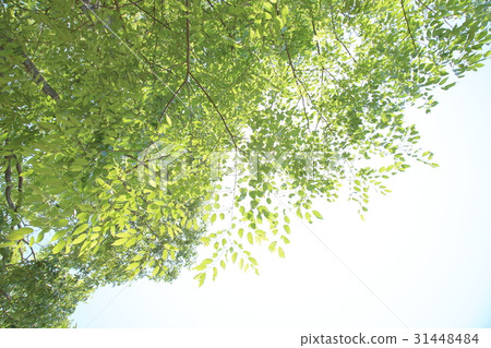 Fresh green and sunlight through the sunlight Eco image Refreshing feeling Fresh green and sunlight through the sunlight Eco image Refreshing feeling 31448484