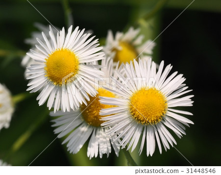 Flower in the early summer Flower in the early summer 31448546