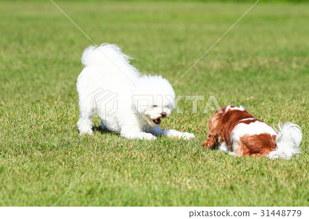 一起玩吧♪ 一起玩吧♪ 31448779