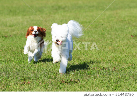 知道了♪ 知道了♪ 31448780