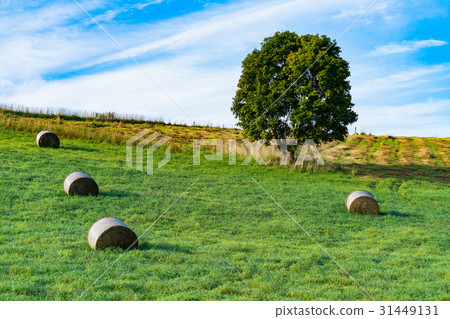 "Hokkaido" Hill / grassland and grass roll of Biei "Hokkaido" Hill / grassland and grass roll of Biei 31449131