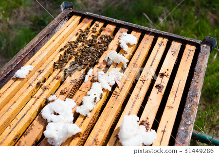 Open hive, beekeeping Open hive, beekeeping 31449286