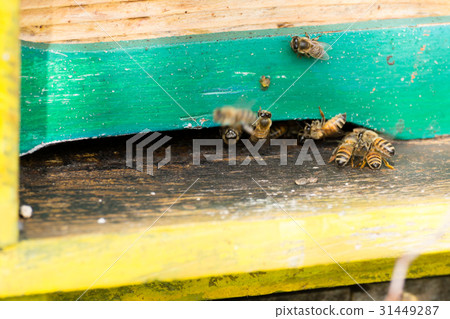 Bee with pollen that enter in the hive Bee with pollen that enter in the hive 31449287