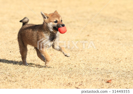 知道了♪ 31449355