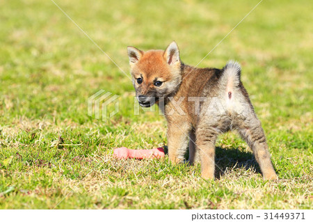 什麼！ ？ 31449371