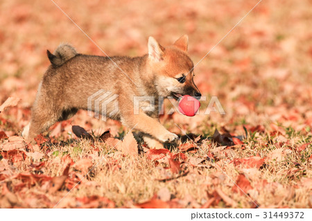 知道了♪ 知道了♪ 31449372