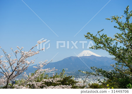 富士和櫻花 31449706
