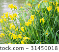 Yellow irises on the banks of the pond 31450018