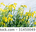 Yellow iris in the wind 31450049