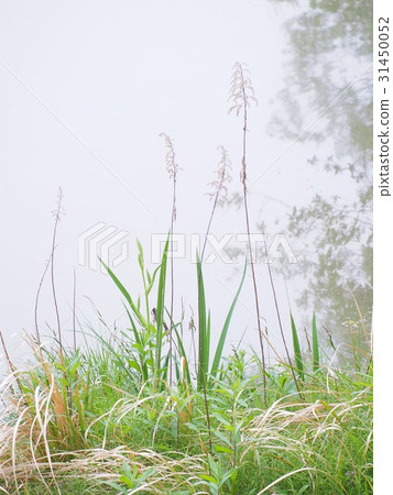 春天的海岸 31450052