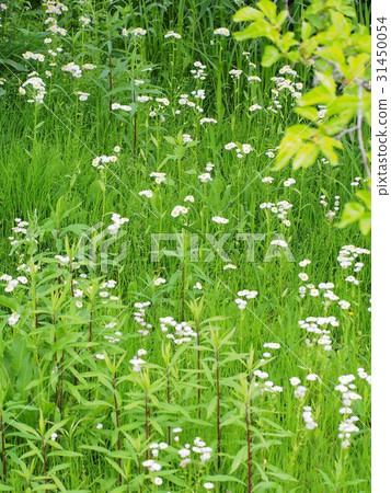 Spring grass noodles Spring grass noodles 31450054