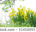 Yellow irises in full bloom 31450055